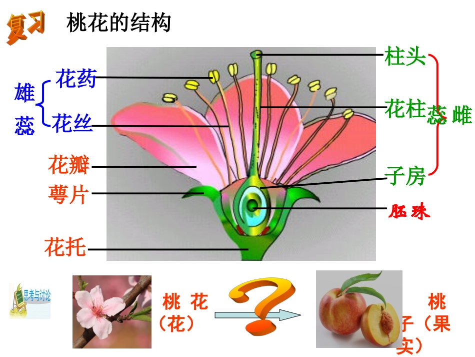 第5节植物生殖方式的多样性（第一课时）_第2页