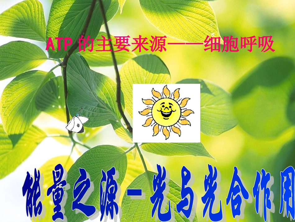 一轮复习光合作用与呼吸作用_第1页