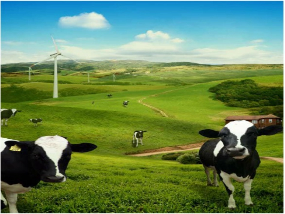 花格子小牛课件_第2页