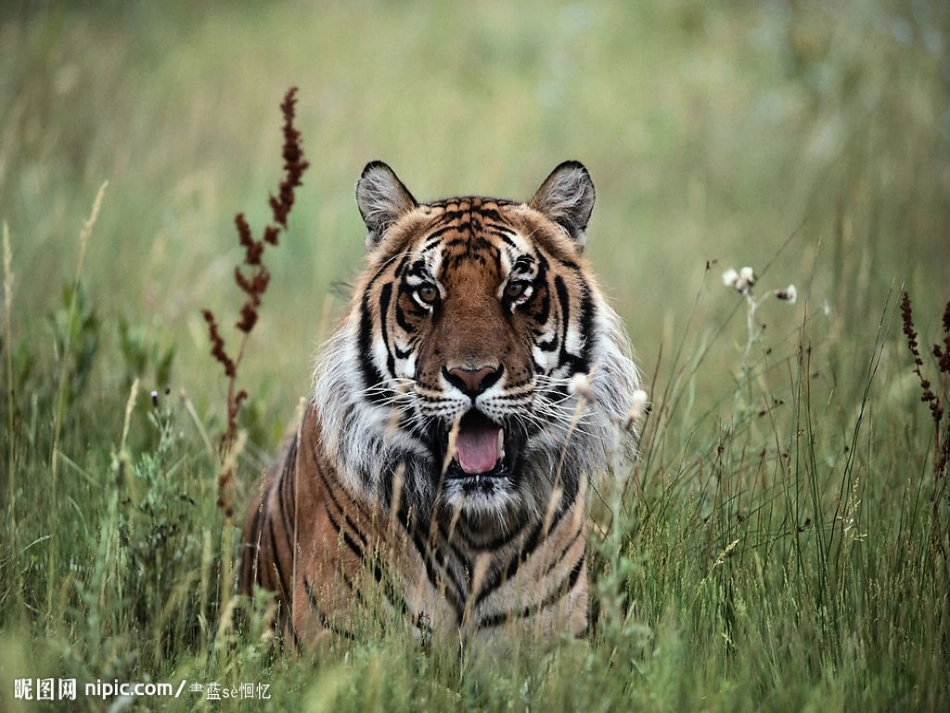 初一语文《华南虎》课件_第2页