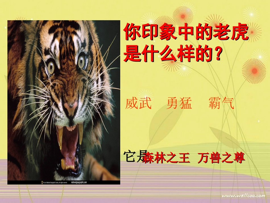 初一语文《华南虎》课件_第3页