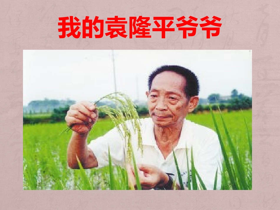 我的袁隆平爷爷_第3页