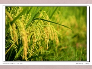 我的袁隆平爷爷