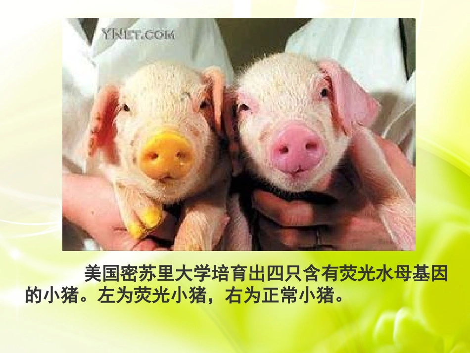 使用33基因是具有遗传效应的DNA片段-副本(2)_第2页