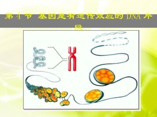使用33基因是具有遗传效应的DNA片段-副本(2)