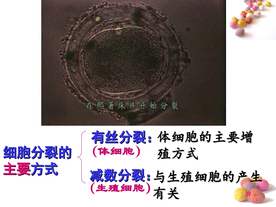 浙教版生物必修一《41细胞的增殖》公开课课件（嘉善中学沈玲）（共17张PPT）_第3页