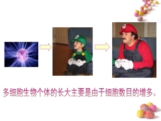 浙教版生物必修一《41细胞的增殖》公开课课件（嘉善中学沈玲）（共17张PPT）