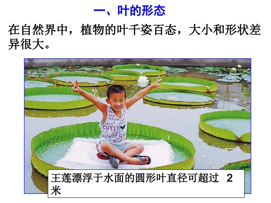 第5节植物的叶与蒸腾作用_第3页