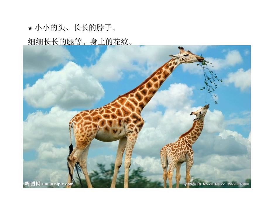 快乐的动物课件_第3页