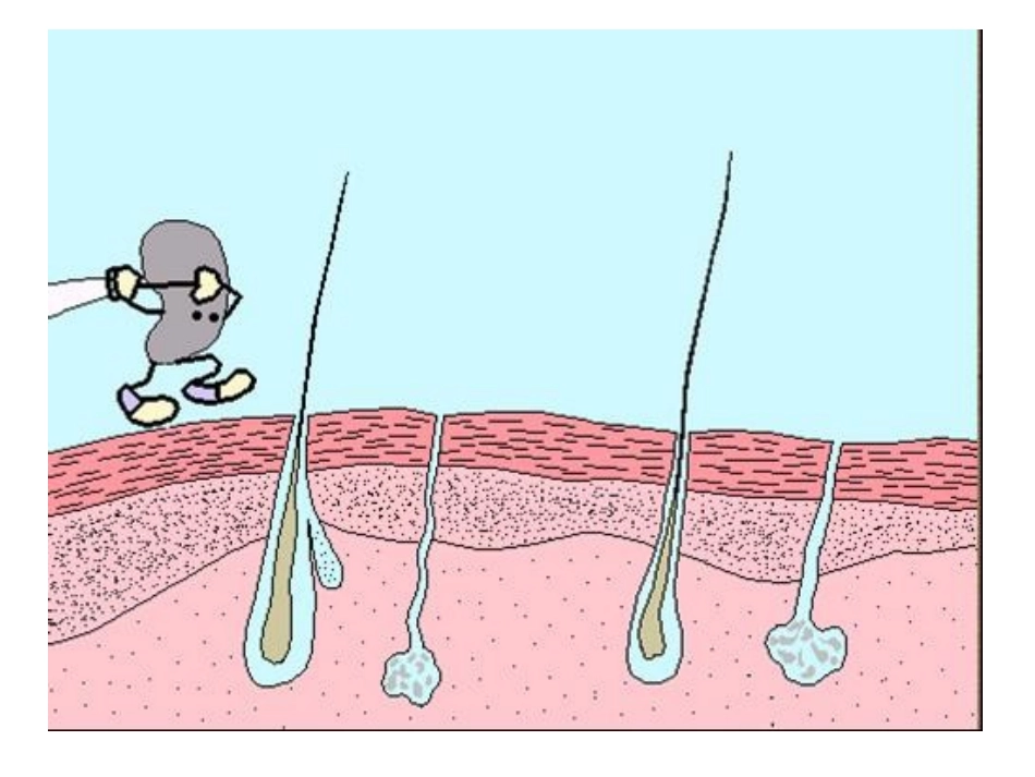 免疫系统与免疫功能_第3页