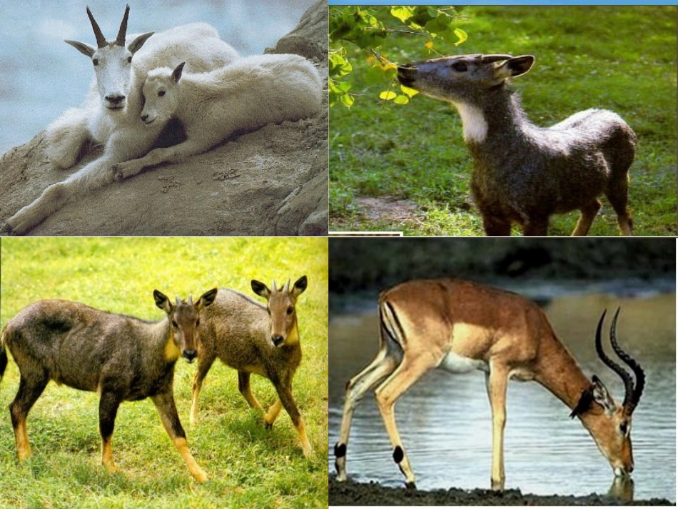 《斑羚飞渡》优秀课件_第3页