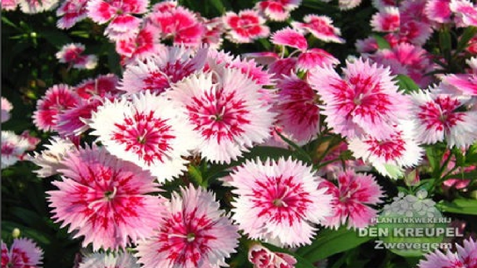 爱如茉莉教学设计_第1页