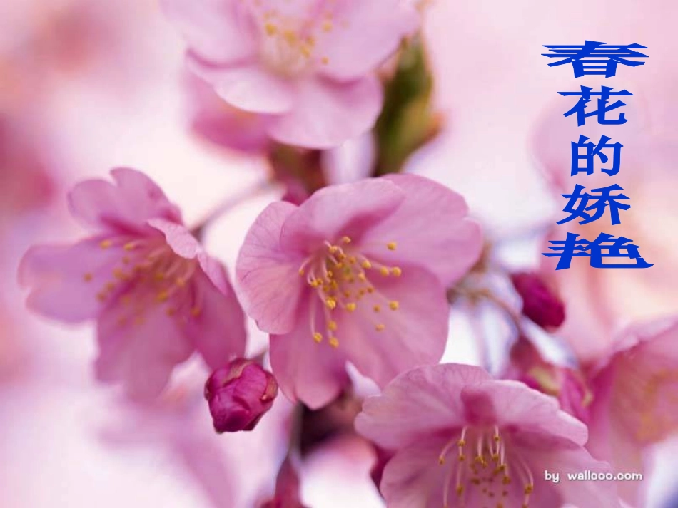 大自然的语言A第一课时_第2页