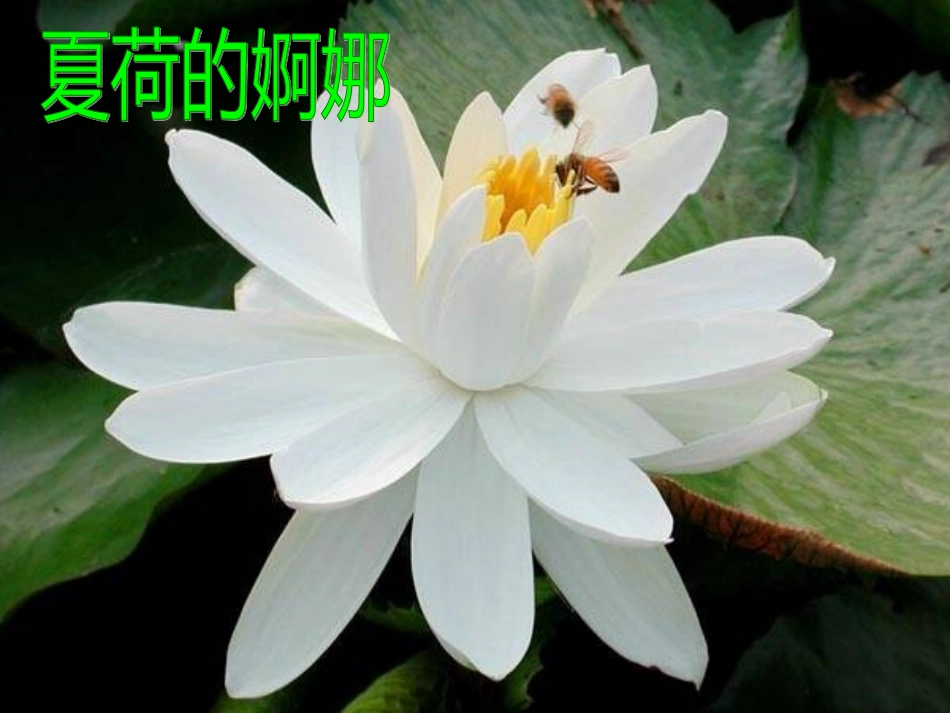 大自然的语言A第一课时_第3页