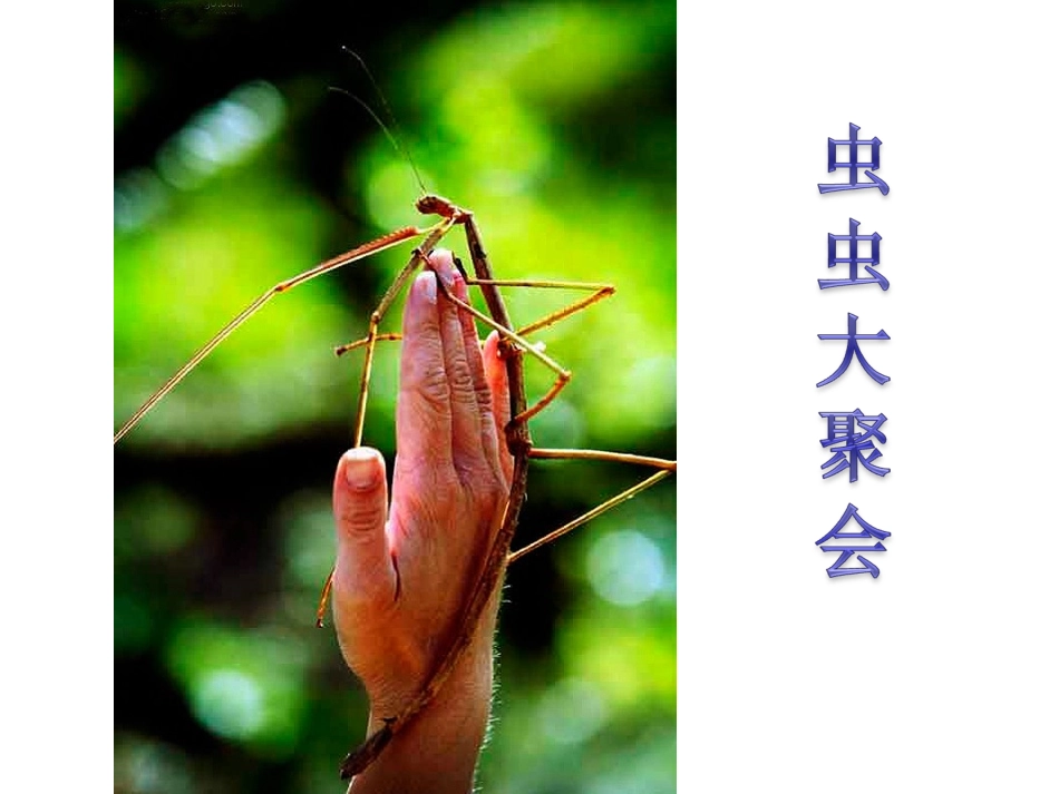 虫虫大聚会-副本_第2页