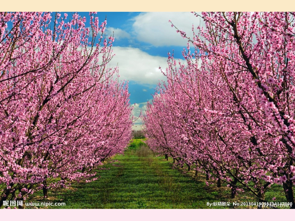 美丽的桃花课件_第1页