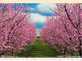 美丽的桃花课件