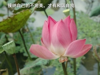 接受自己crackedpot