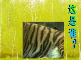 动物花花衣猜猜我是谁