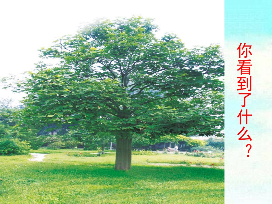 (人教版)三年级科学上册课件-我看到了什么-1_第3页