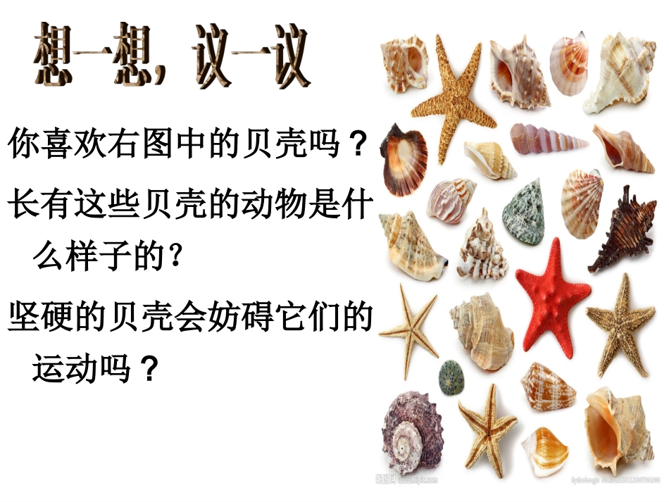 第三节软体动物和节肢动物_第2页