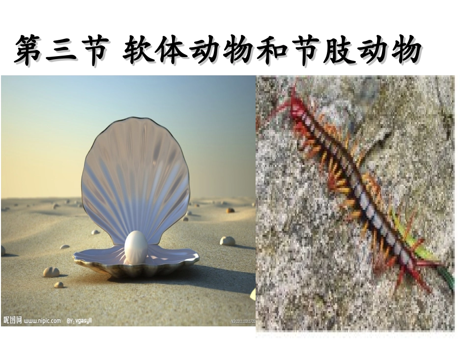 第三节软体动物和节肢动物_第3页
