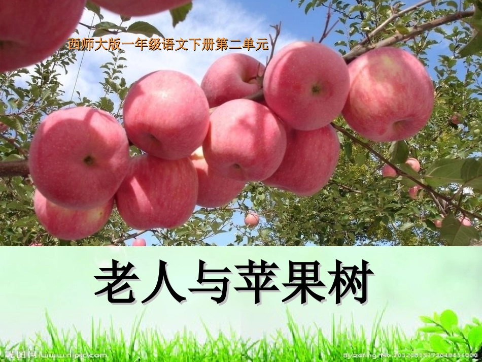 (西师大版)一年级语文下册课件_老人与苹果树__第1页
