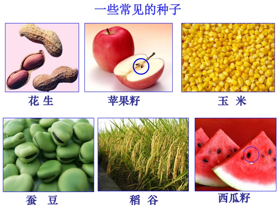 第4节植物的一生（第一课时）_第3页