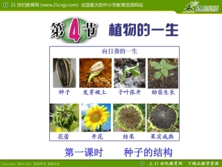第4节植物的一生（第一课时）