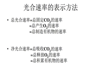 光合作用和细胞呼吸2