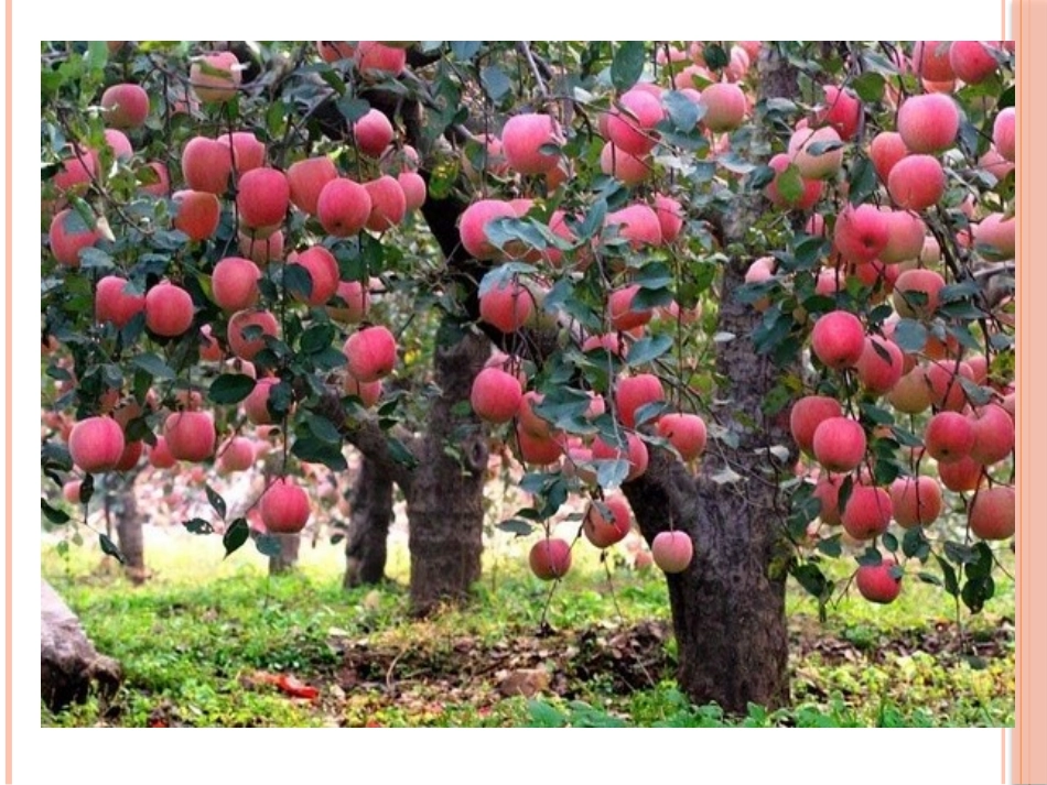 神奇的果树+演示文稿_第3页