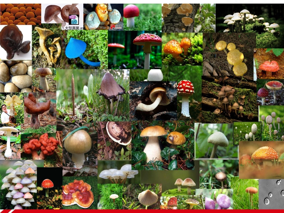 第三节真菌1 (2)_第2页