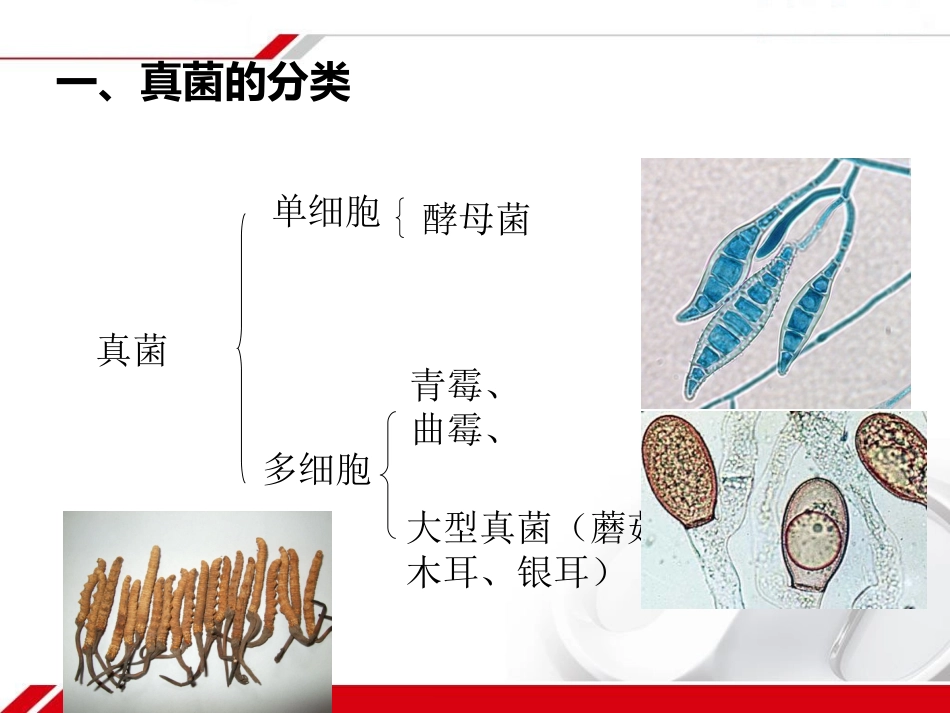 第三节真菌1 (2)_第3页