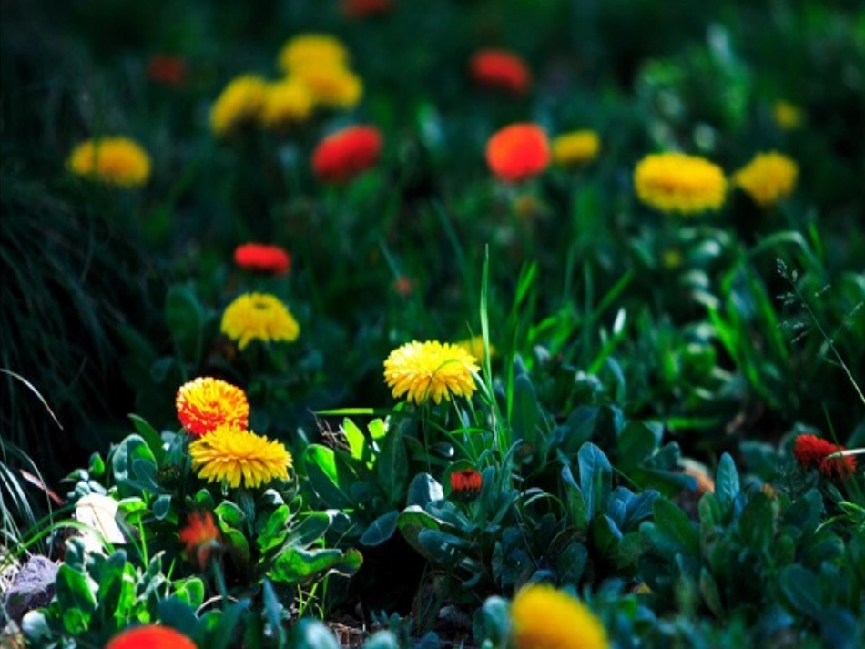 和我们一样享受春天 (3)_第1页