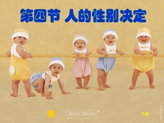 -人的性别遗传