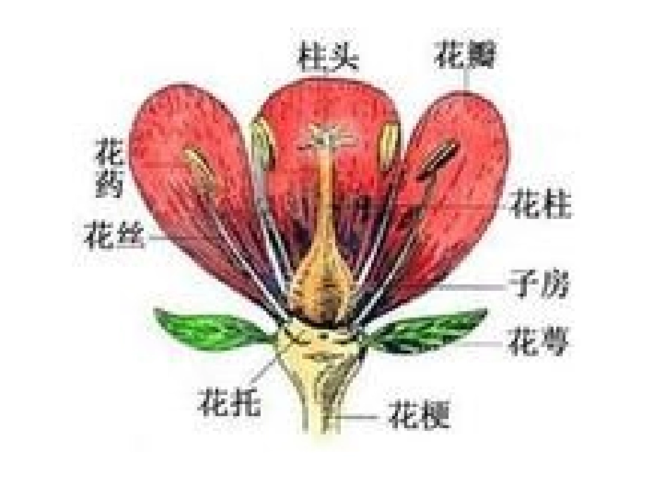 花、果实和种子_第1页