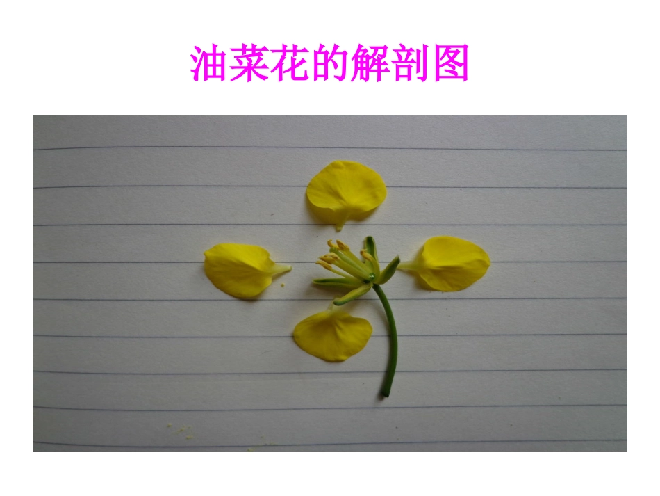 花、果实和种子_第2页