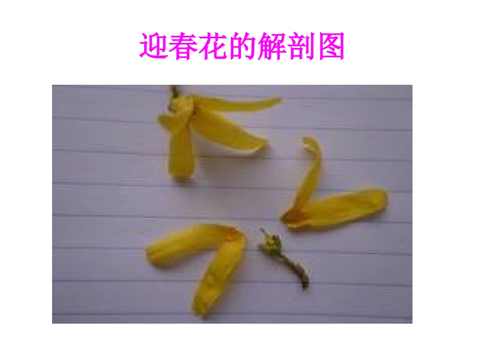 花、果实和种子_第3页