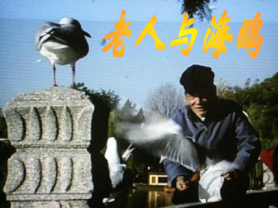 老人与海鸥课件_第1页