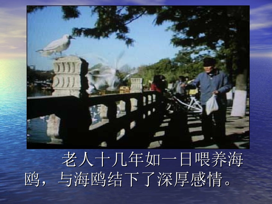 老人与海鸥课件_第2页