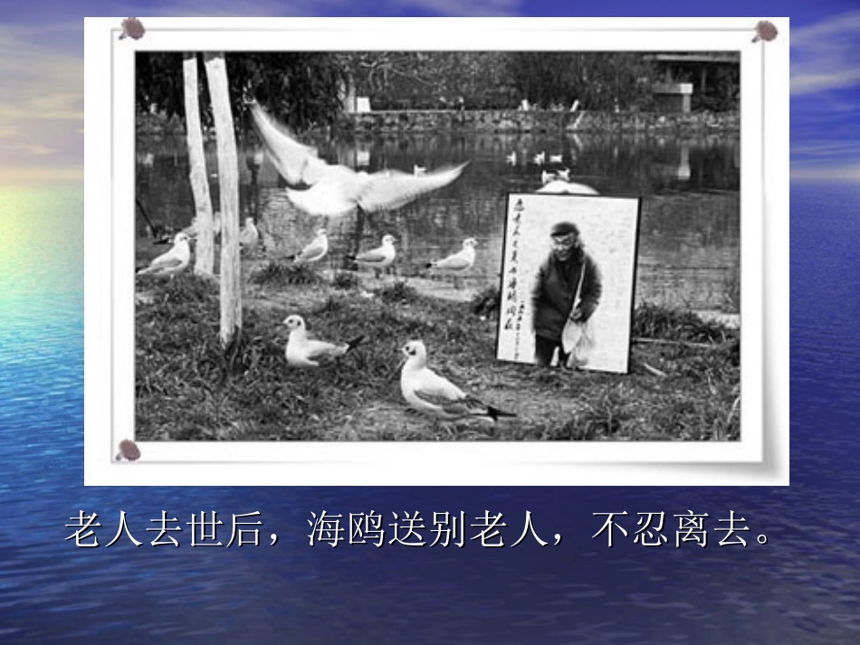 老人与海鸥课件_第3页