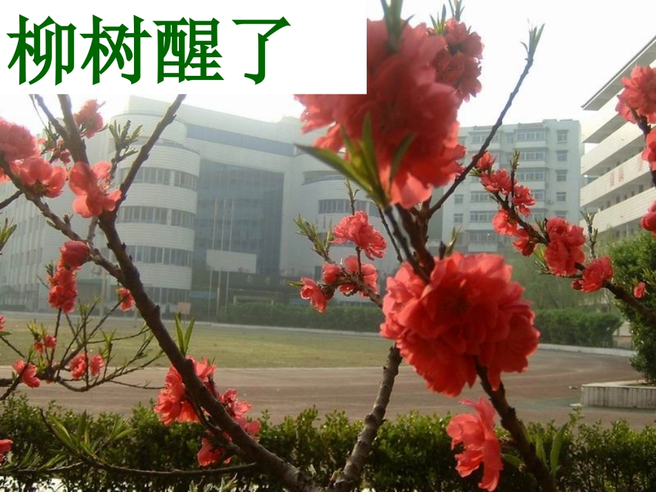 柳树醒了课件(1)_第1页