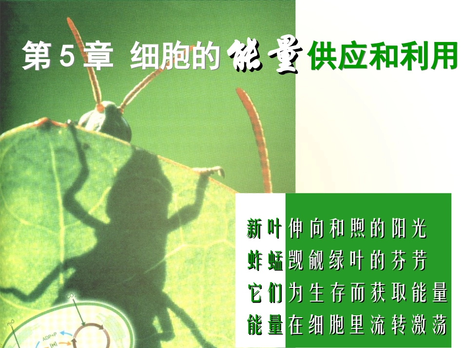生物高中必修1第五章第一节课件1_第1页