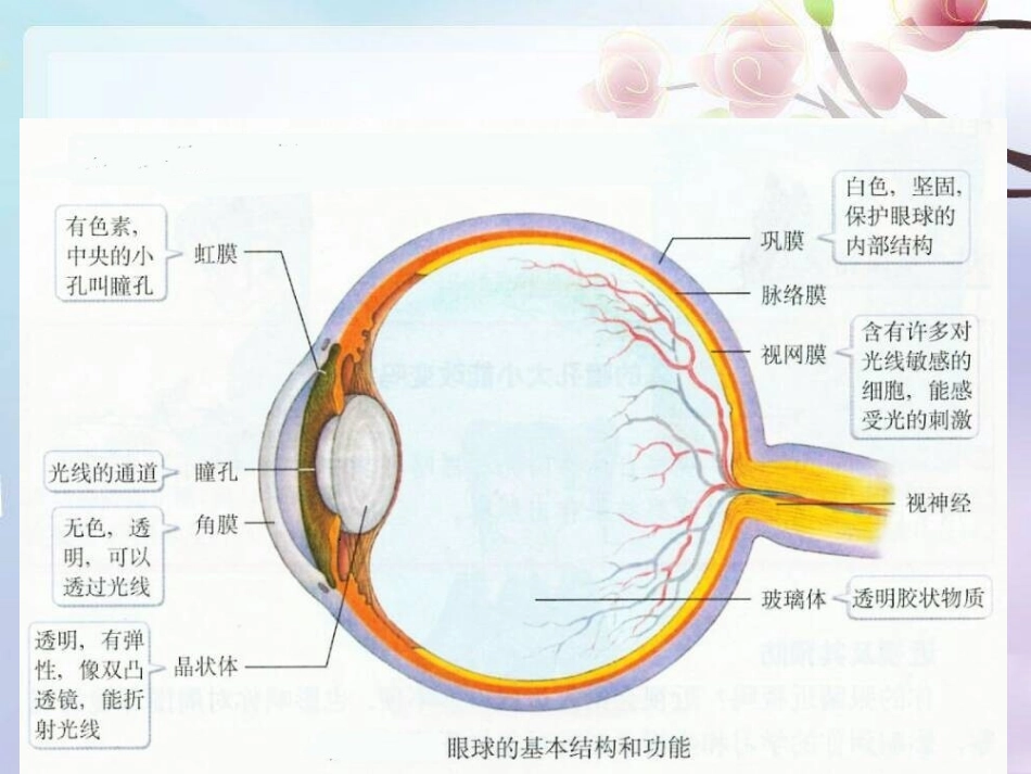 眼——视觉器官_第3页