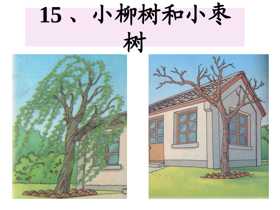 《小柳树和小枣树》PPT课件_第1页