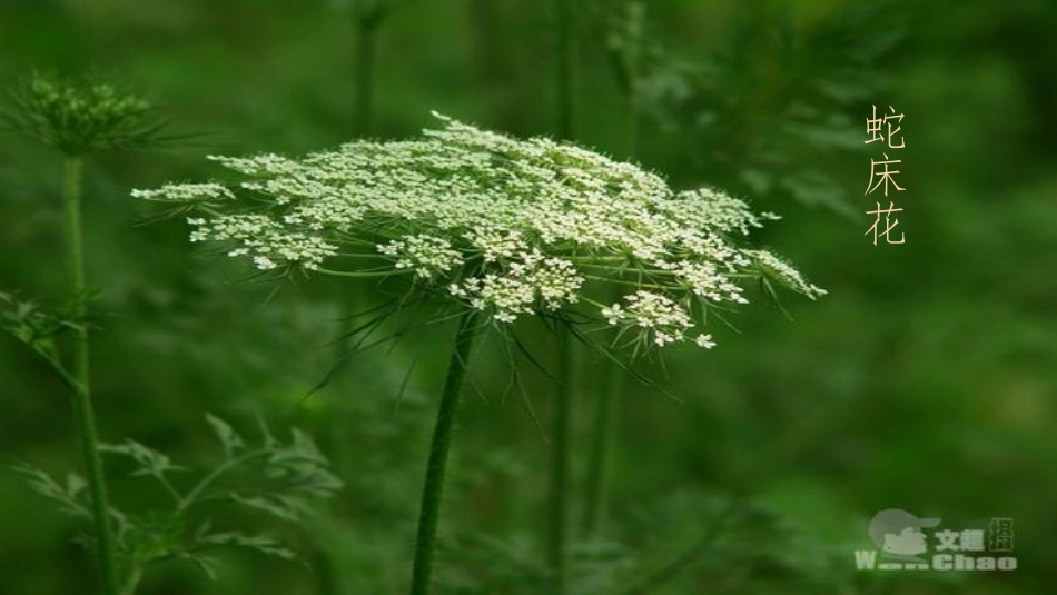 花钟教学课件_第3页
