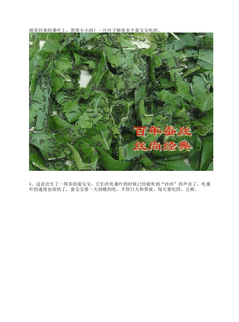 蚕宝宝的生长过程完整版_第3页