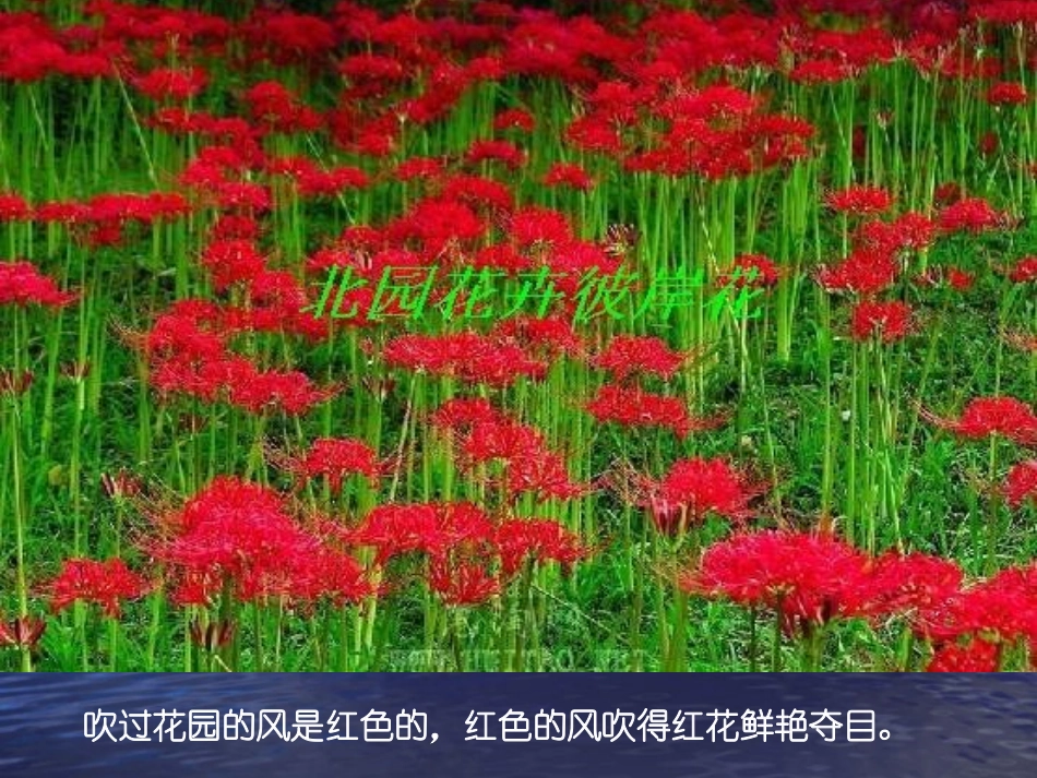 七彩的风(散文)-中班语言活动-PPT_第2页