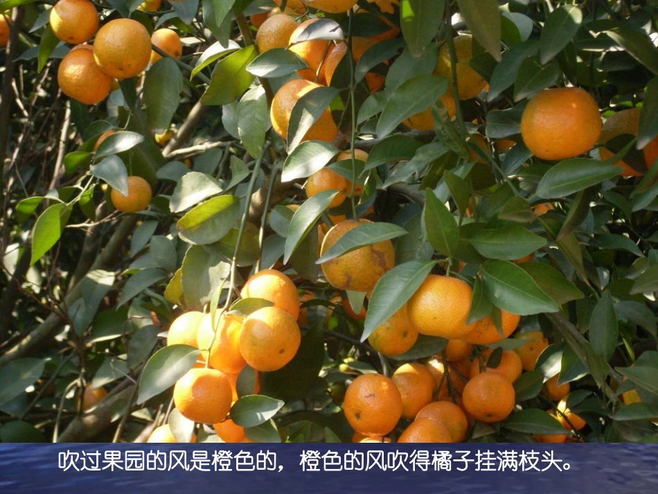 七彩的风(散文)-中班语言活动-PPT_第3页