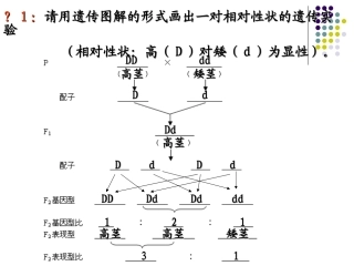 孟德尔的豌豆杂交实验二